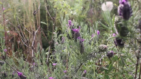 390 grass2French lavender and various herbs Stock Footage 171183257