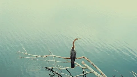 3936Anhinga Water Bird Perched on Branch Over Calm Lake With Minimal Composition Stock Footage 336472929