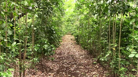 3947 Mysterious Path Through the Jungle of Nicaragua, HD Stock Footage 52062904