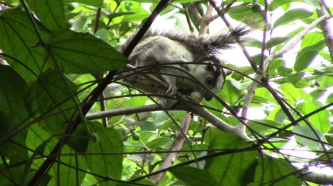 3958 Squirrel Eating Nut in Tree in Nicaragua, HD Stock Footage 52226203