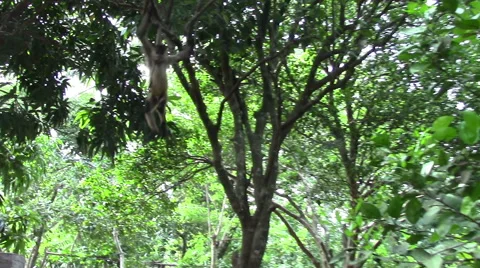 3981 Spider Monkey Jumping in Tree in Nicaragua, HD Stock Footage 52229750