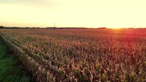 3_Golden Sunset Over Cornfield in Rural Landscape Video stock 289340853