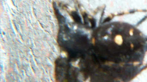 3_Tiny Jumping spider on a Fence Stock Footage 36922796
