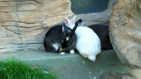 3bunnies Stock Footage 511463