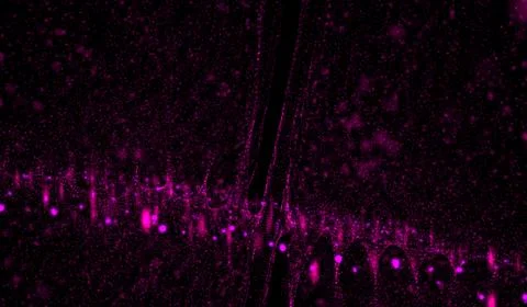 3D abstract digital technology pink light particles network wave on black b.. Stockillustratie