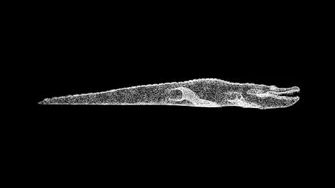 3D alligator on black background. Object made of shimmering particles. Wild.. Stock-Illustration