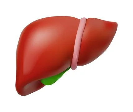 3D Anatomical Liver Model with Gallbladder Stock Illustration