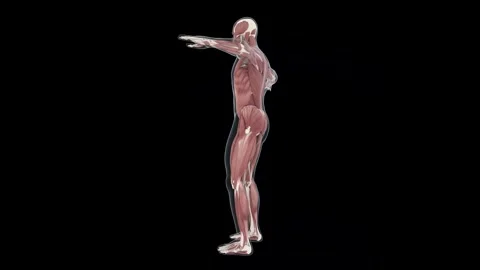 3D Anatomical Model Revealing Human Muscles and Skeleton 動画素材 341776972