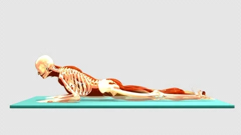 3D Anatomical Schematic Prone Forearm Press Up Exercise Side View Isolated Alpha Stock-Footage 341664013