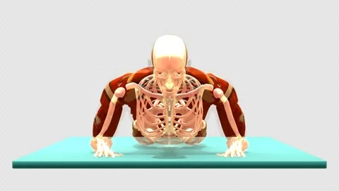 3D Anatomical Schematic Prone Forearm Press Up Exercise Front View Isolated Alph Stock-Footage 341664070