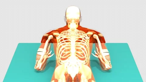 3D Anatomical Schematic Prone Forearm Press Up Exercise Back View Isolated Alpha Stock-Footage 341664155