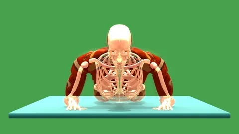 3D Anatomical Schematic Prone Forearm Press Up Exercise Front View Chroma Key Gr Stock-Footage 342500275
