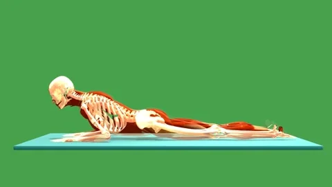 3D Anatomical Schematic Prone Forearm Press Up Exercise Side View Chroma Key Gre Stock-Footage 342500277