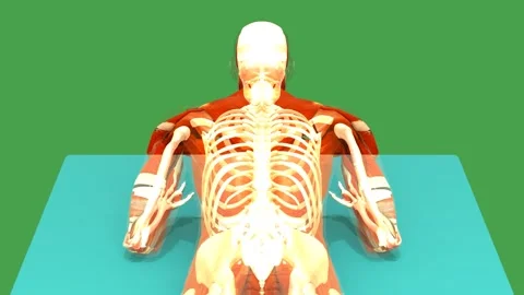 3D Anatomical Schematic Prone Forearm Press Up Exercise Back View Chroma Key Gre Stock-Footage 342500279