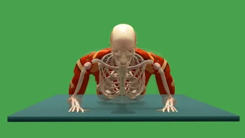 3D Anatomical Schematic Prone Forearm Press Up Exercise 180 Rot View Chroma Key Stock-Footage 342500284