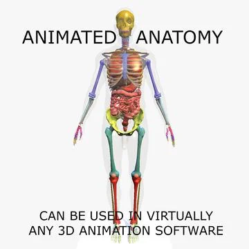 3D Anatomy Animated Full Body Including Skeleton of a Male ~ 3D Model  #91425414