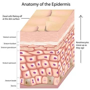 3d anatomy of the epidermis Stock Illustration
