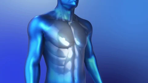 3D Anatomy of Human. Loop Back and Torso Muscles Animation in a Blue Style. Stock Footage 125903738