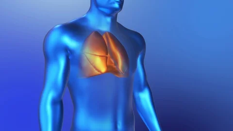 3D Anatomy of Human Lungs. Loop Lung Breathing Animation in a Blue Style. Stock Footage