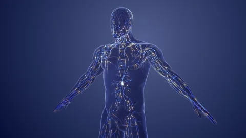 3d Anatomy of human lymphatic system Biology Diagrams