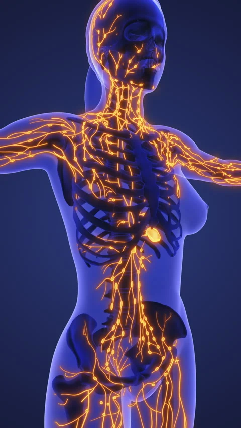 Lymphatic System 3D Stock Video Footage | Royalty Free Lymphatic System ...