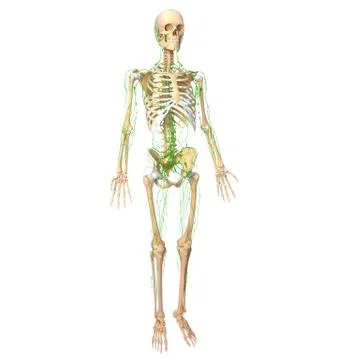 3d Anatomy of lymphatic system with skeleton Illustrazione stock