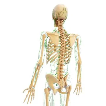 3d Anatomy of lymphatic system with skeleton Stock Illustration