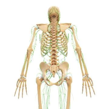 3d Anatomy of lymphatic system with skeleton Stock Illustration