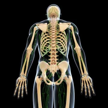 3d Anatomy of lymphatic system with skeleton Stock Illustration