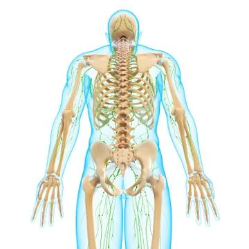 3d Anatomy of lymphatic system with skeleton Stock-Illustration