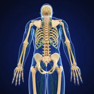 3d Anatomy of lymphatic system with skeleton Stock Illustration
