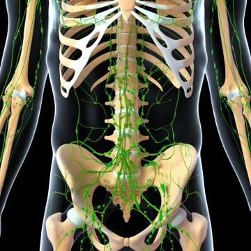 3d Anatomy of lymphatic system with skeleton Illustrazione stock