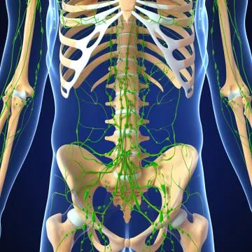 3d Anatomy of lymphatic system with skeleton Illustrazione stock