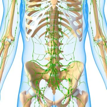3d Anatomy of lymphatic system with skeleton Stock Illustration