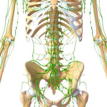 3d Anatomy of lymphatic system with skeleton Stock Illustration