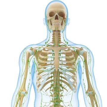 3d Anatomy of lymphatic system with skeleton Stock Illustration