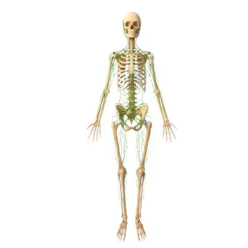 3d Anatomy of lymphatic system with skeleton Stock Illustration