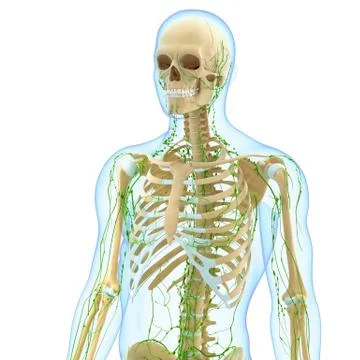 3d Anatomy of lymphatic system with skeleton Illustrazione stock