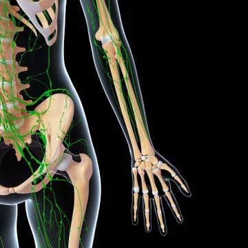 3d Anatomy of lymphatic system with skeleton Stock-Illustration