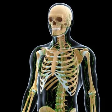 3d Anatomy of lymphatic system with skeleton 스톡 일러스트