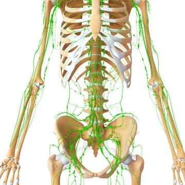 3d Anatomy of lymphatic system with skeleton Stock-Illustration