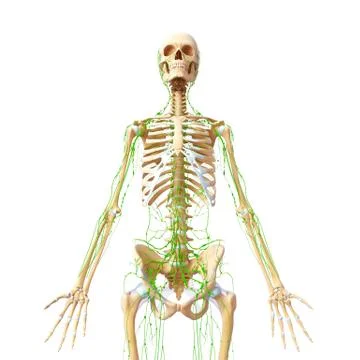 3d Anatomy of lymphatic system with skeleton Illustrazione stock