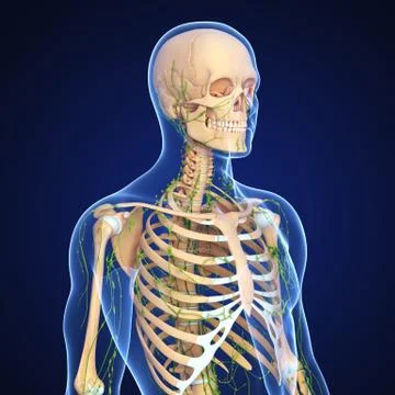 3d Anatomy of lymphatic system with skeleton Illustrazione stock