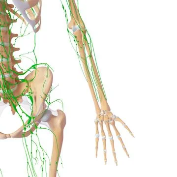 3d Anatomy of lymphatic system with skeleton Stock Illustration