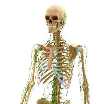 3d Anatomy of lymphatic system with skeleton Stock Illustration