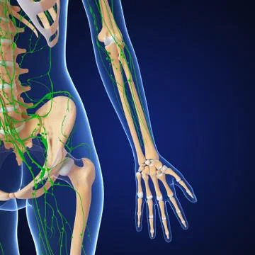 3d Anatomy of lymphatic system with skeleton Stock Illustration