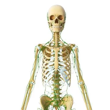 3d Anatomy of lymphatic system with skeleton Illustrazione stock