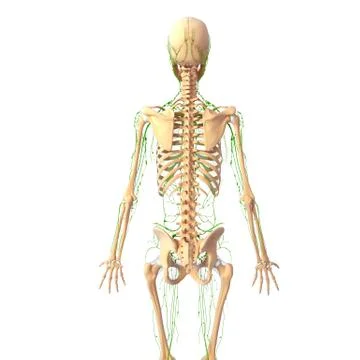 3d Anatomy of lymphatic system with skeleton Illustrazione stock