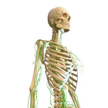 3d Anatomy of lymphatic system with skeleton Stock Illustration