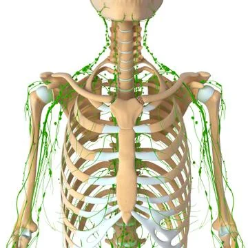 3d Anatomy of lymphatic system with skeleton Stock Illustration